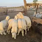 بهم حري فاخر 3-4شهور عدد 7