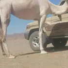 ناقه ذلول لقحا على جمل منتج