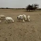 القاعه
