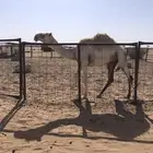 قعود طيب للبيع