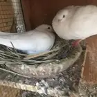 حمام صنعاني أبيض صك