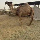 للبيع مصعد ديلها سلام