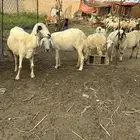 نعجتين سواكني للبيع