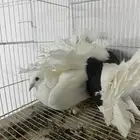 زوج رقاص