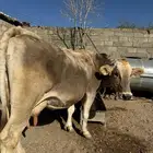 بقرة المانية للبيع