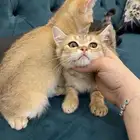 سكوتش بيور. فولد
