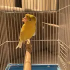 للبيع. كناري. سوري. حبتين تغريد.