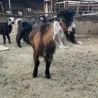 تيوس عوارض