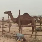 بكار سواحل طيبات منوة القناي