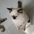 كتن تبني