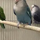 أنثى روز بلو منتجه