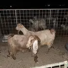 ماعز حليب معها خرفان