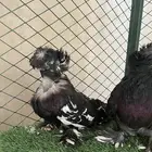اجواز حمام نوادر منتجه