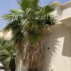 نخل امريكي