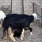 نجديه معها خروف بالدوادمي