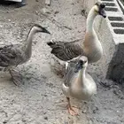 زوج اوز عراقي مع الفرخ