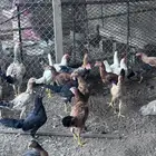 دجاج مشكل الصحه تمام والحمدالله كله إنتاج وأمهاته موجوده