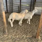 خرفان حريات كفو