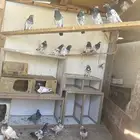 حمام باكستاني تيدي