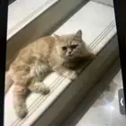 قطه