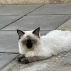البيع علي السوم وألم
