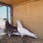 حمام قلابي منتج