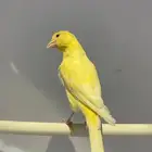 جوز كناري