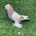 ذاكر صفاقي