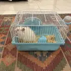 هامستر للبيع