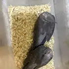 فروخ كروان للبيع