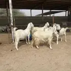 معزاء بيض للبيع