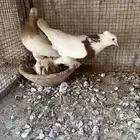ايراني مطوق بانتاجه