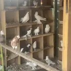 حمام زينه مشكل للبيع