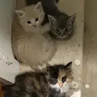 قطط للبيع بالدمام