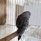 باجي