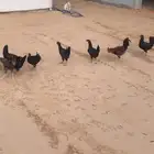 دجاج هجين تركي