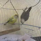 طيور روز اليفة م يعرفن العض