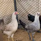 دجاجة اثنين الديك واحد للبيع