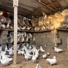 ازواج فرنسي منتج