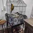 طير ببغاء صن كنيور (عمر 3 أشهر)