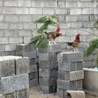 ديوك مهجنه الاب باكستاني والام بلديه