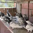 حمام بكستاني تيدي(تم البيع )