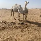 عشراء ثنو معها بكره