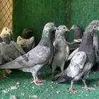 طبات حمام باكستاني ( تم البيع )