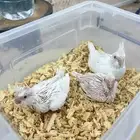 فروخ كروان البينو صافي حجم ممتاز