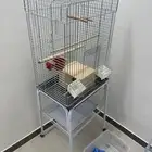 قفصين عصافير واحد كبير و الثاني صغير