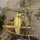 ببغاء روز اصفر ذكر