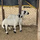 رخله جدع مع فريرها اول انتاج