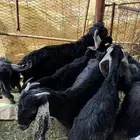 تيوس طيبات مره