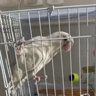 طير روز البينو للبيع